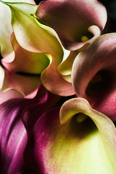 Lilies Set 05 - 67 x A4 Pages to Download